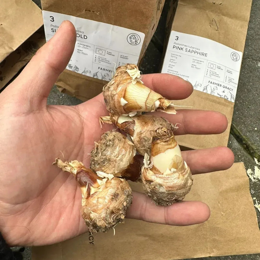 Petalizy™ Tuberose Rajnigandha Seeds (Pack of 2)